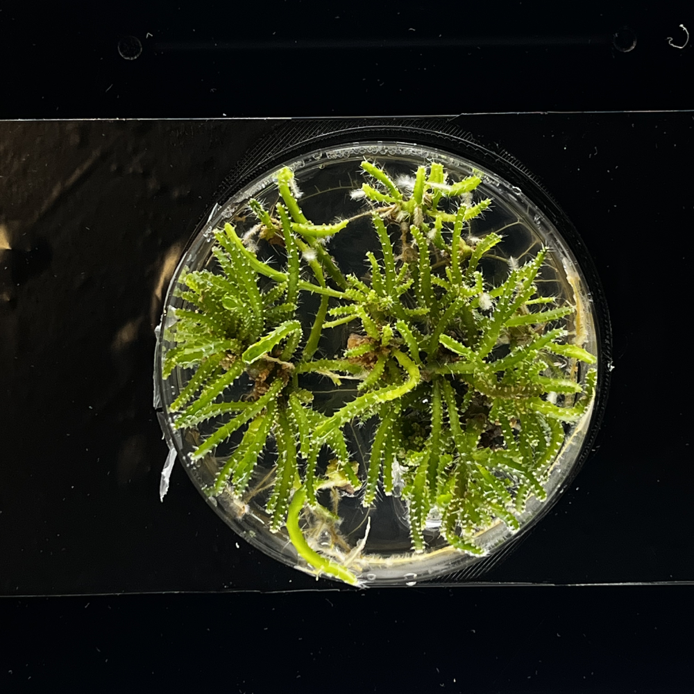 Conservación de germoplasma