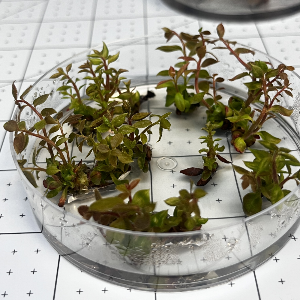 Puesta a punto de protocolos 