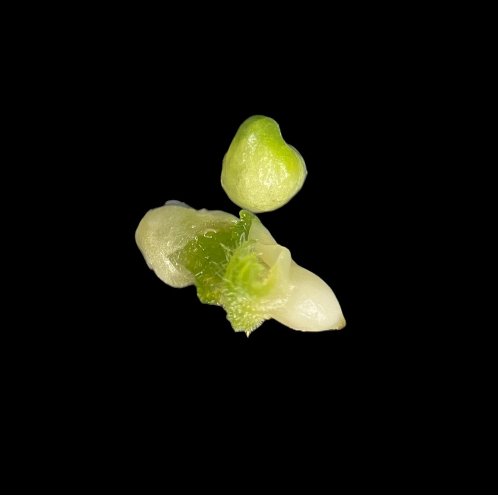 Rescate de embriones